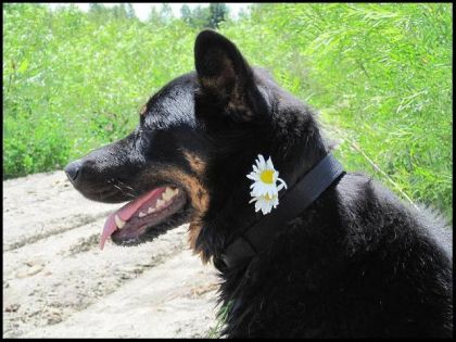 Misha dans les fleurs!!
