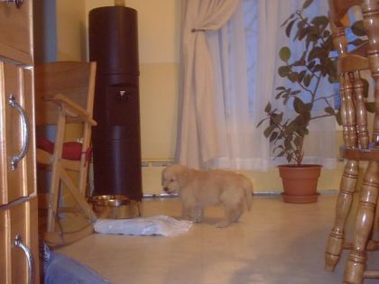 Mon Golden Retriever quand il avait 2 mois et demi