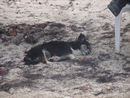 Eh oui un chien a cuba sa existe,alors voici un ptit chien...