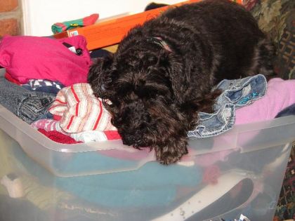 T'aime sa hein mon gros-loup te coucher dans mon linge quand je...