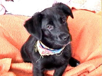 Maya la chienne a mon père quand elle était plus jeune.