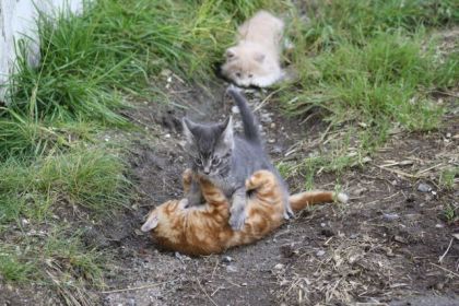 Pas content le tit bébé minou!