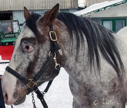 Mon amour de Montana, c'est vrai qu'il ressemble à l'appaloosa...