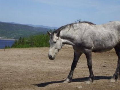 Cibelle ,une des 2 belles grises