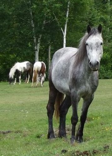 Jument gris pommelé dans un champ