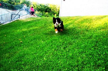 Mon chiien