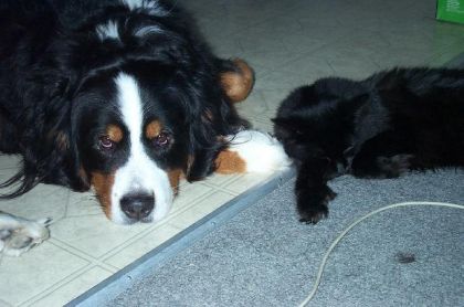 Mon chiien et monn chiien !!!