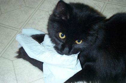 Mon chat foufouu