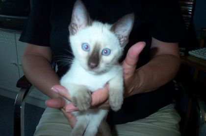 Une petiite chatte que j'ai élevé !!!