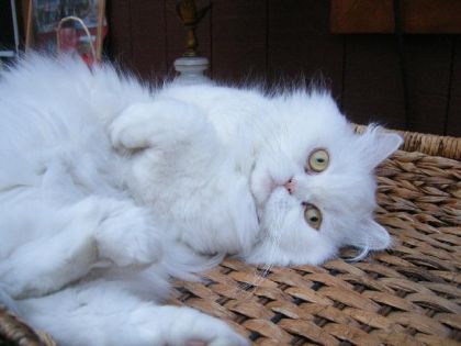 Encore Shéhérazade =P Qu'est-ce qu'elle ne ferait pas pour avoir...