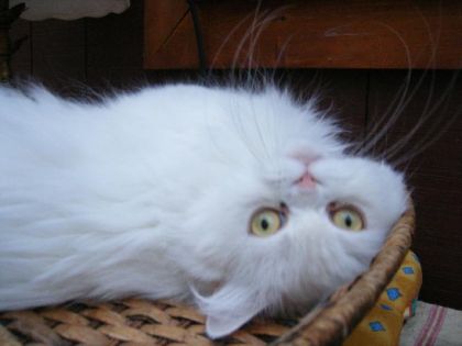 Coucou! =D