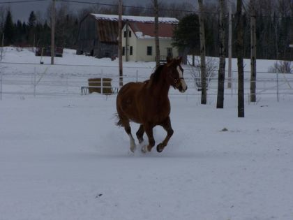 Lady bell galope dans la neige