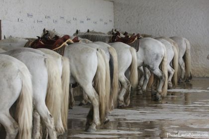 Chevaux Camarguais qui patiente! Ahh quel belle région la...