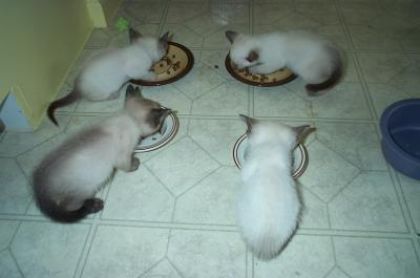 Les 4 petiits chat que j'aii élevé !!!