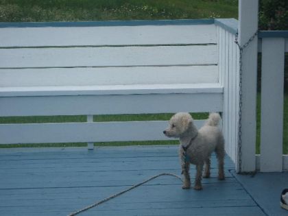 Cookie n'a jamais voulu être blanc!