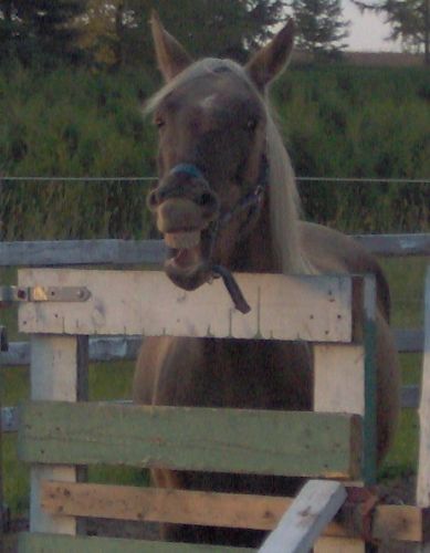 Un cheval qui rit