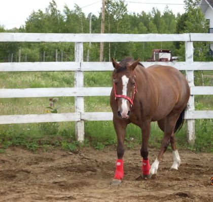 Mon poney haha