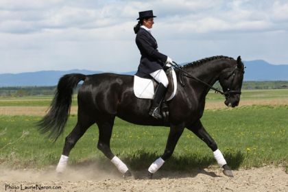 Charlie magnifique jument Warmblood de l'élevage Hanomar en...