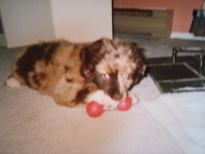 Chiot