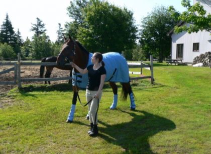 1ere clinique de dressage avec Ali Jab