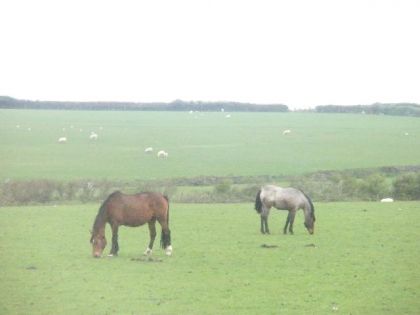 dechevaux avec des mouton en angleterre