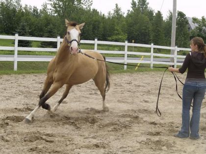 Cheval en longe