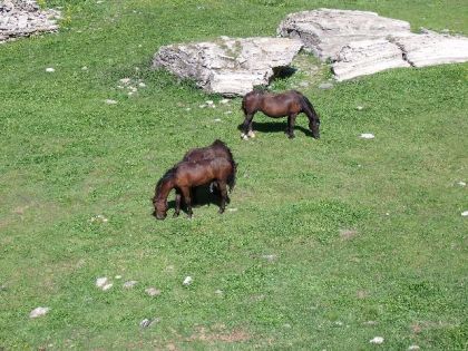 des chevaux en alltitude et en semi liberter pas de pré il...