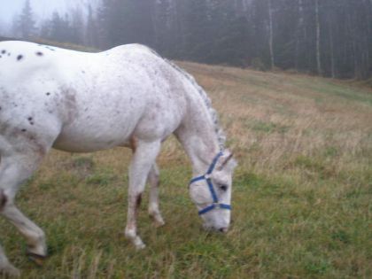 Cheval gris mangeant de l'herbe au champ