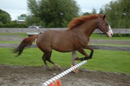 Le premier Mini Saut de Nikita!
