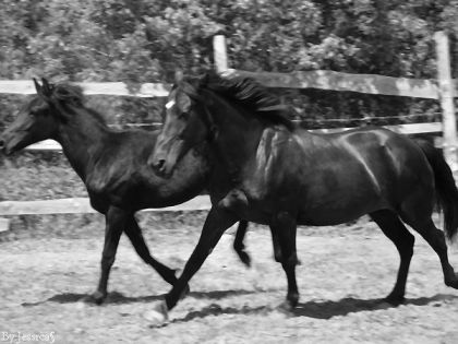 mes deux amours ensembles