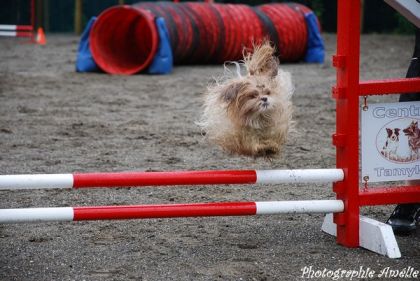 mais non ce n'est pas une moppe , mais bien un shi tzu xD .....