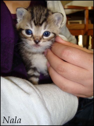 Nala , un petit chaton de la portée de ma chatte