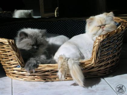 voici mes deux chats ! kiwi et poutshy :D