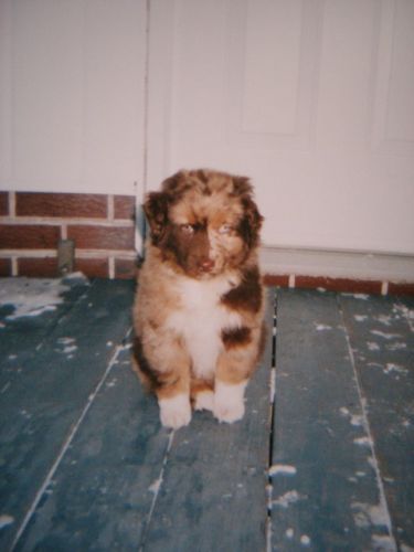 Bébé chien