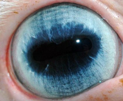 L'oeil de mon Cum !