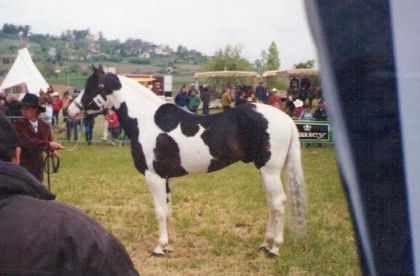 Le gagnant du concour de beautée, un magnifique étalon paint...