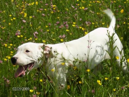 Djena chienne dogue argentin de 4 mois