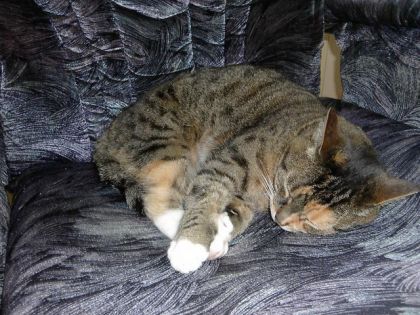 voilla ! mon Chat Chanelle :P elle est super. je l'ai eux...
