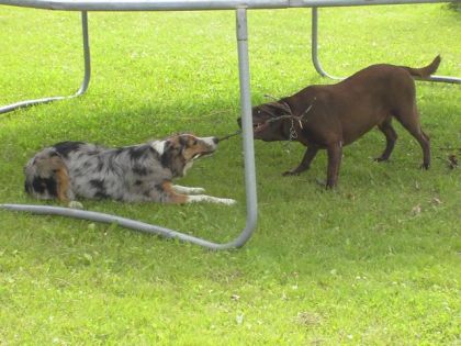 molly Et kyra ki Gosse en dessou dla trempoline :P QUi va avoir...