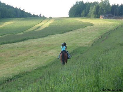 Randonnée équestre dans un pré vert