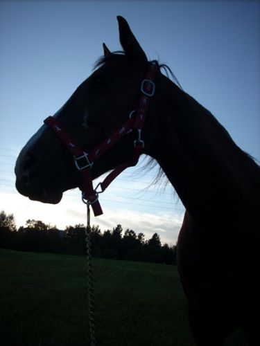 Profil d'un cheval au couché du soleil