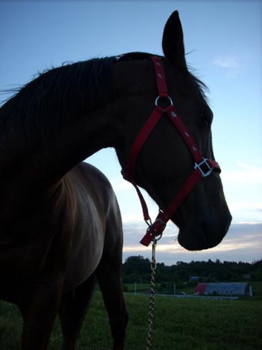 Profil d'un cheval