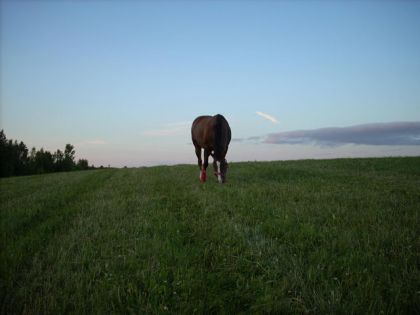Cheval qui broute de l'herbe dans un champ vert