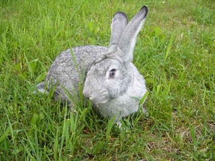 voici ma lapine burberry