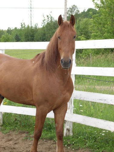 Cheval brun devant une cloture blanche