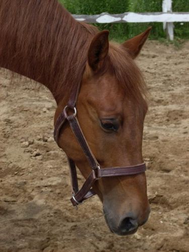 Tête d'un cheval portant un licou