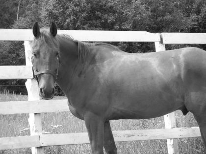 Photo noire et blanc d'un cheval devant une cloture