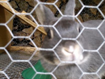 Ma petite lapine ( qui n'a pas vraiment de nom ( si vous avez...