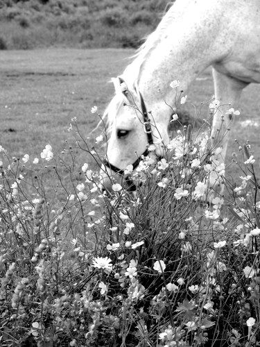 photo par meltattoo