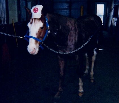 Un cheval sur les chaines avec une casquette sur la tête